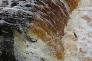 Salmon leaping at Stainforth