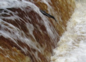 Salmon Leaping at Stainforth