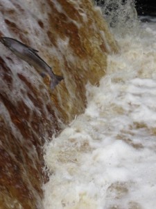 Salmon Leaping at Stainforth