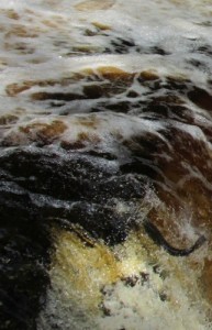 Salmon Leaping at Stainforth