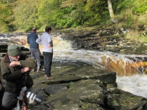 Salmon Leaping at Stainforth