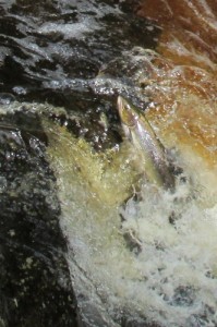 Salmon at Stainforth Force