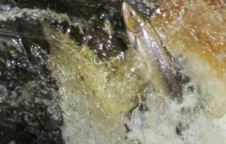 Salmon at Stainforth Force