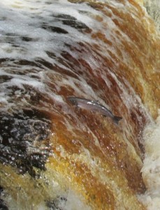 Salmon at Stainforth Force